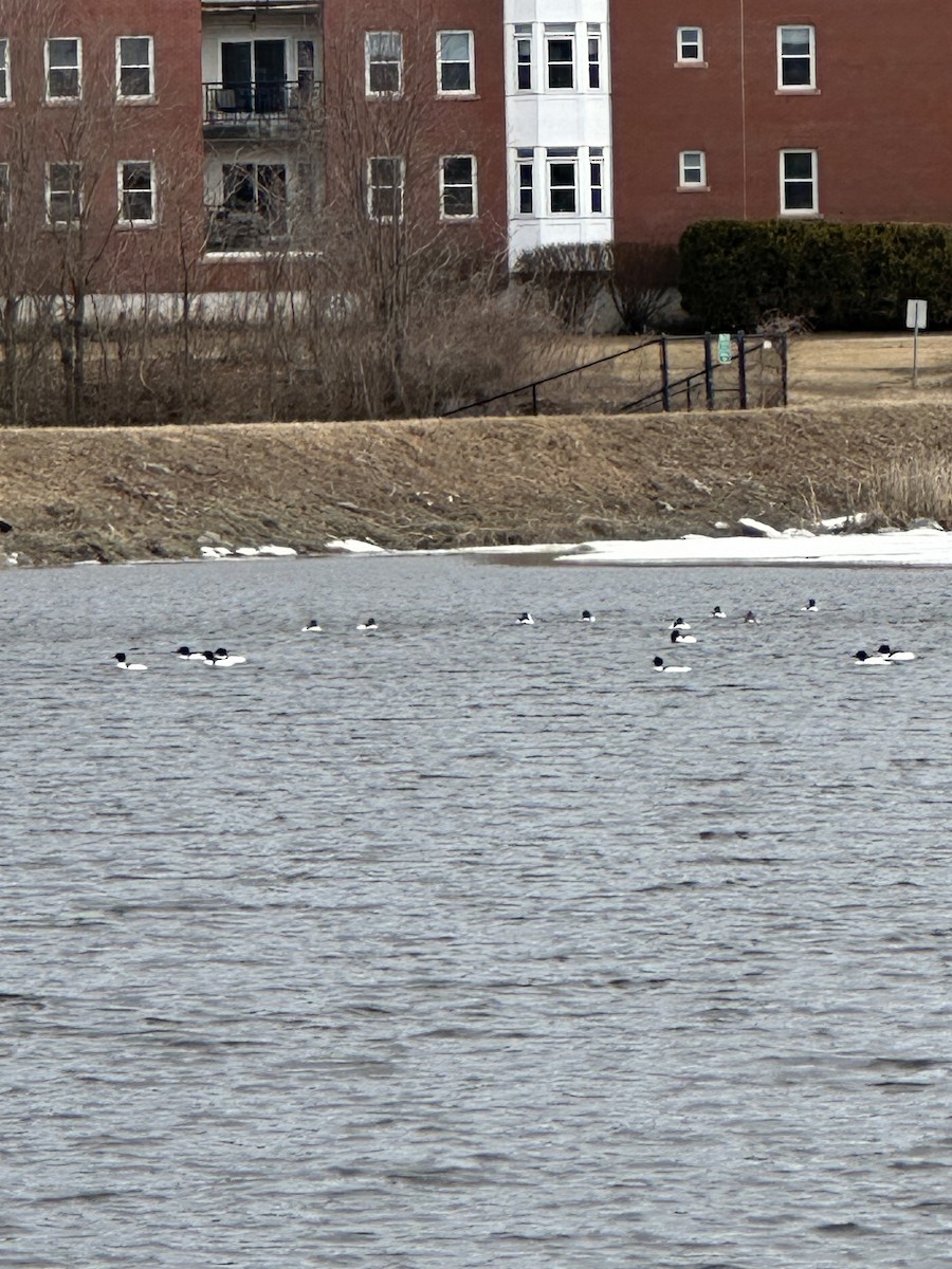 Common Merganser - ML632057735