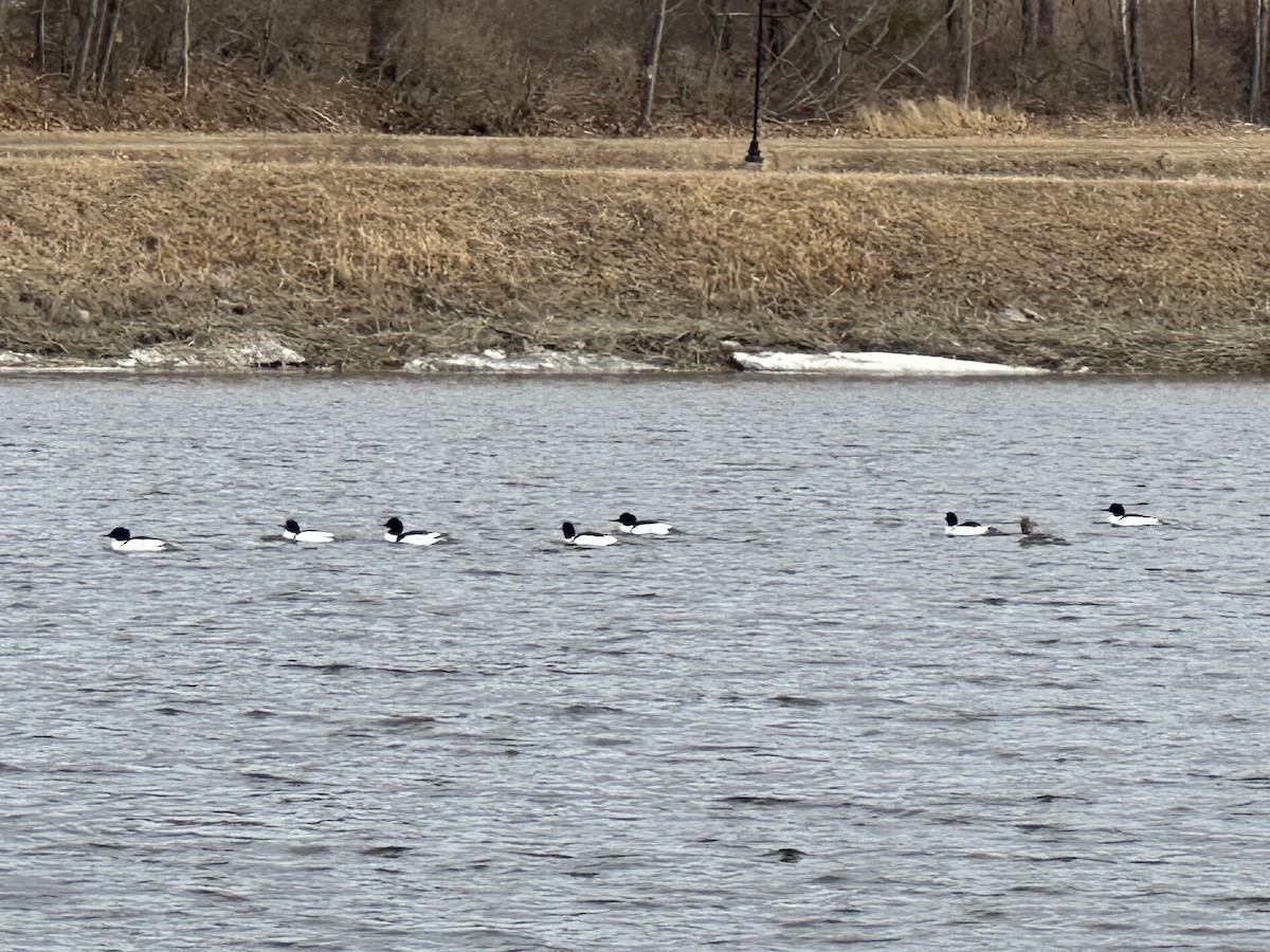 Common Merganser - ML632057742