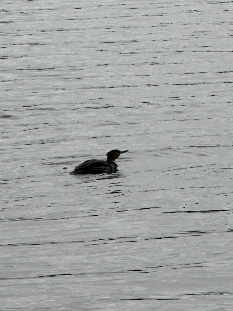 Common Merganser - ML632057748