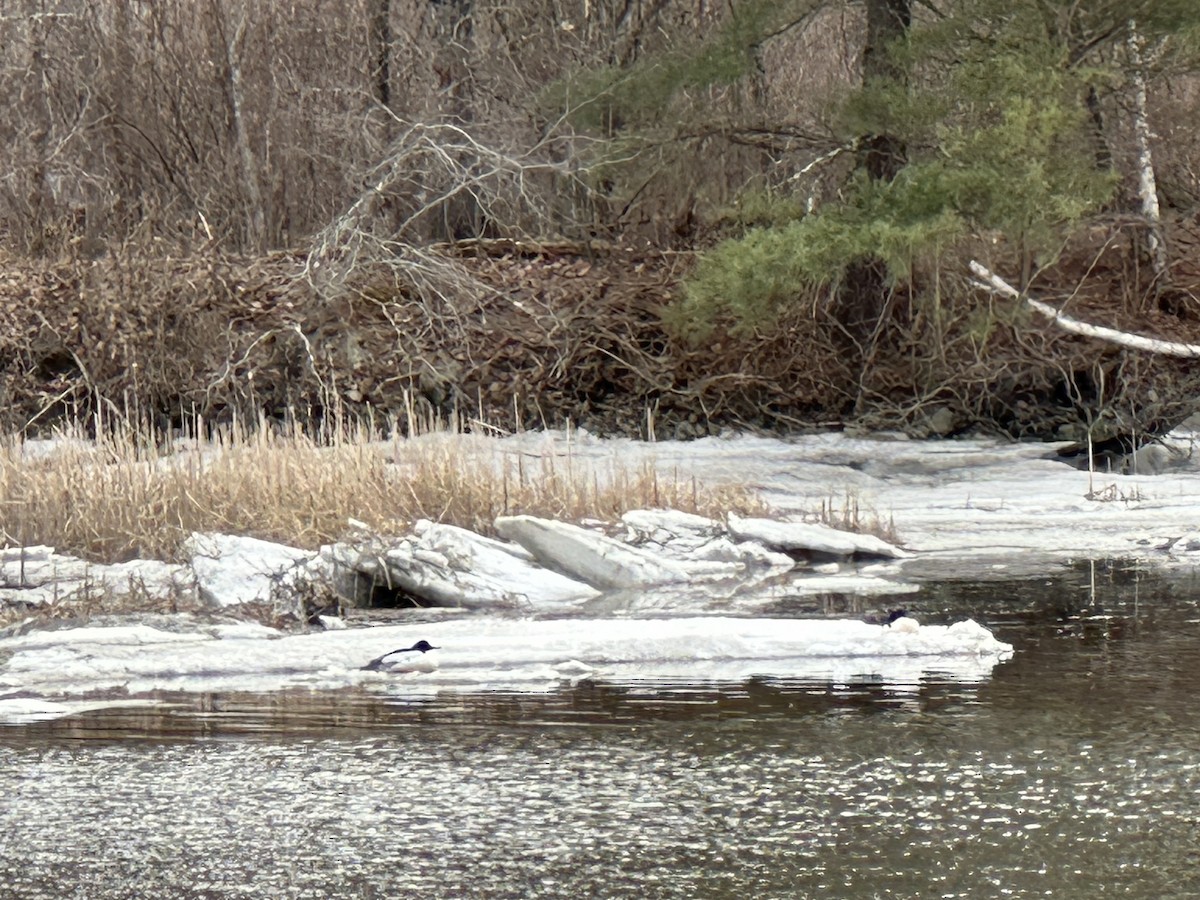 Common Merganser - ML632057758