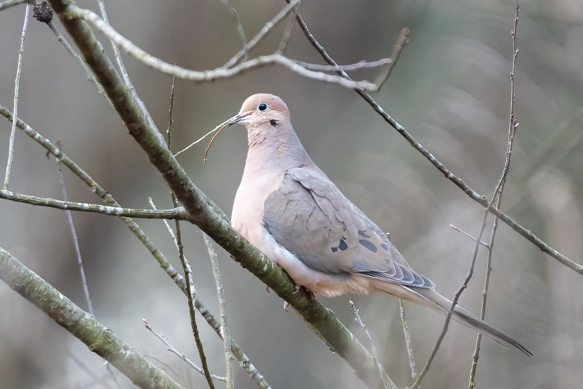 Mourning Dove - ML632058114