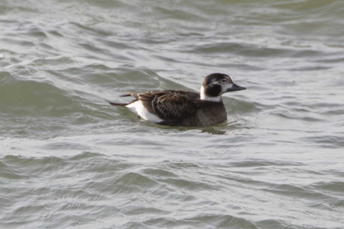 Long-tailed Duck - ML632058143