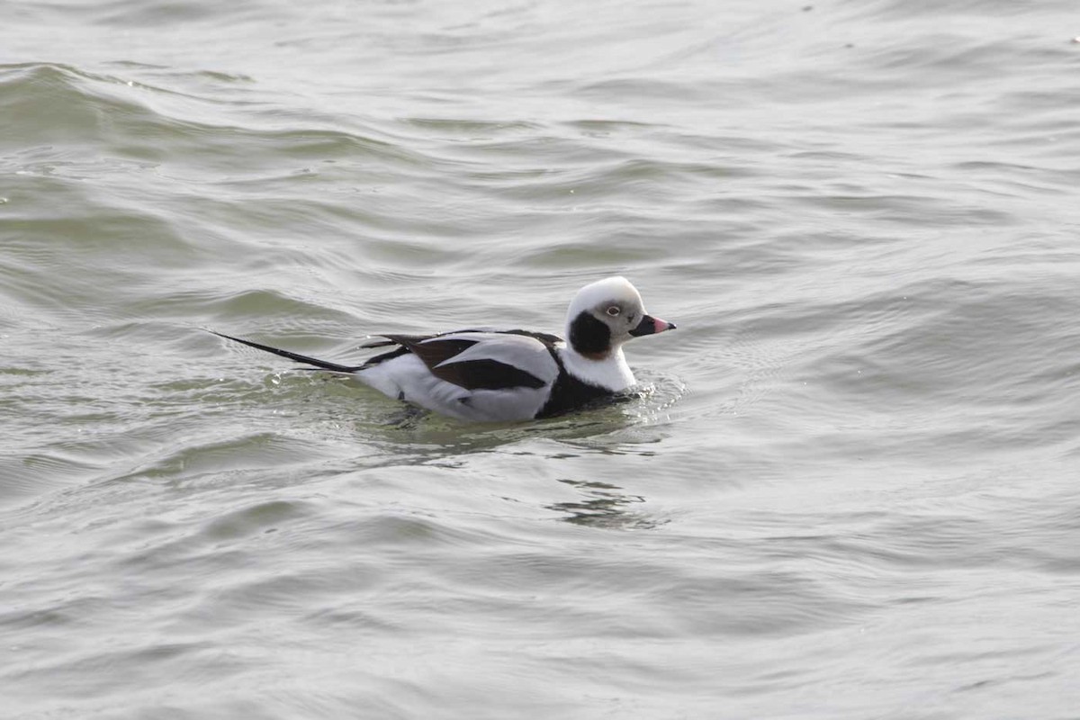 Long-tailed Duck - ML632058148