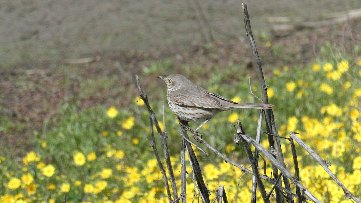 Sage Thrasher - ML632058226
