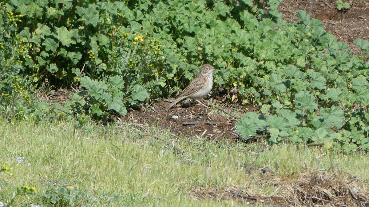 Vesper Sparrow - ML632058242