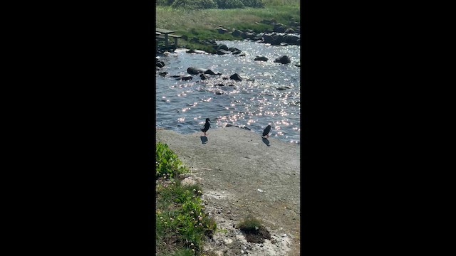 Black Guillemot (grylle Group) - ML632058249