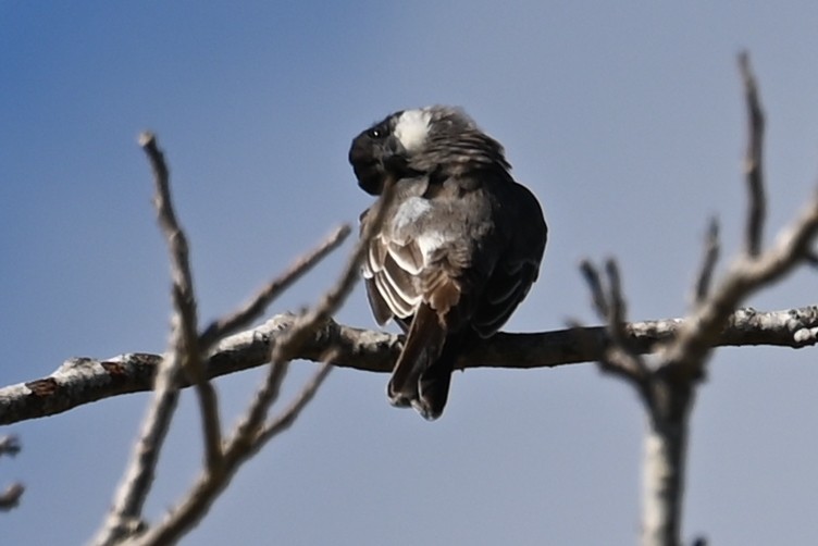 Giant Kingbird - ML632058254