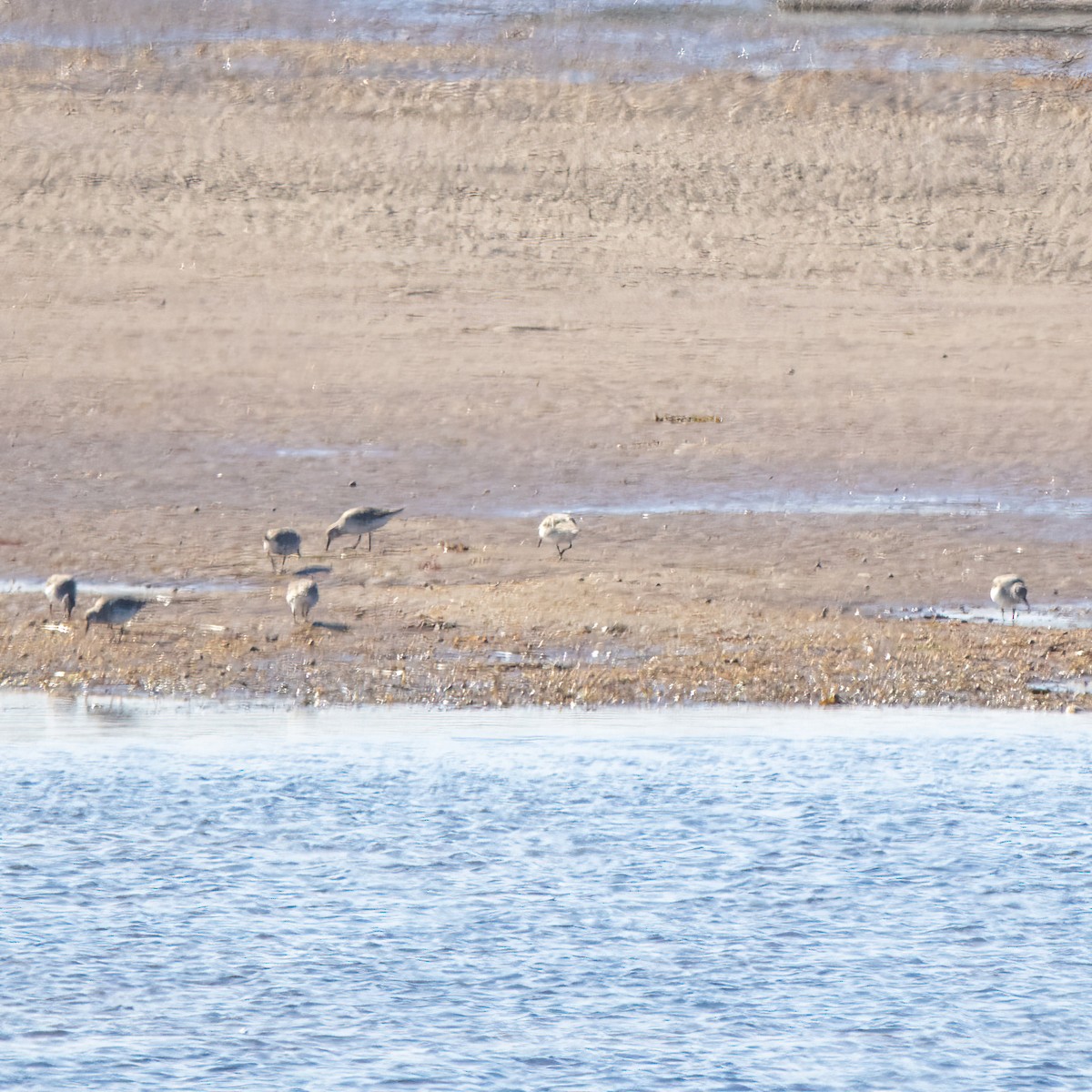 Red Knot - ML632058282