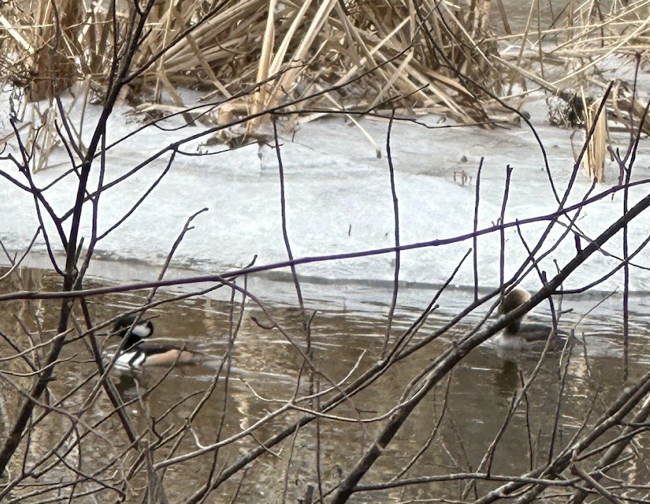 Hooded Merganser - ML632058443