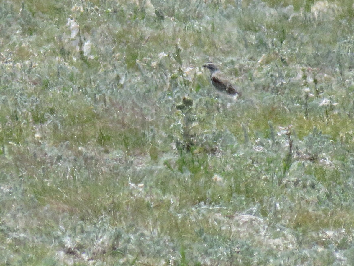 Thick-billed Longspur - ML63205851
