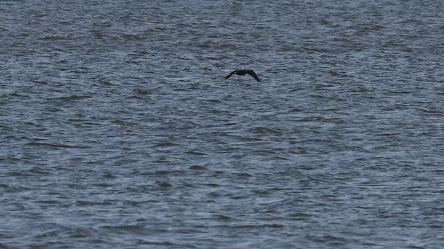 Cormorán Orejudo - ML632058515
