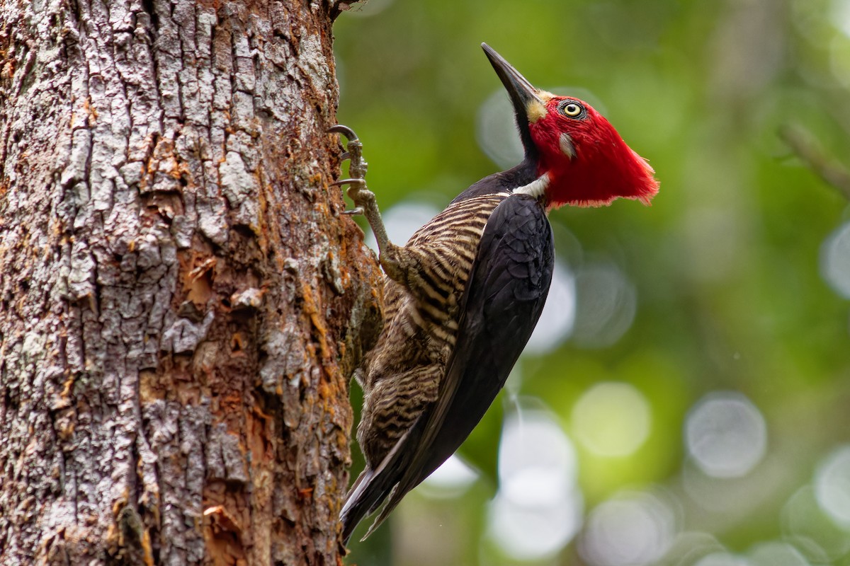 Crimson-crested Woodpecker - ML632058565