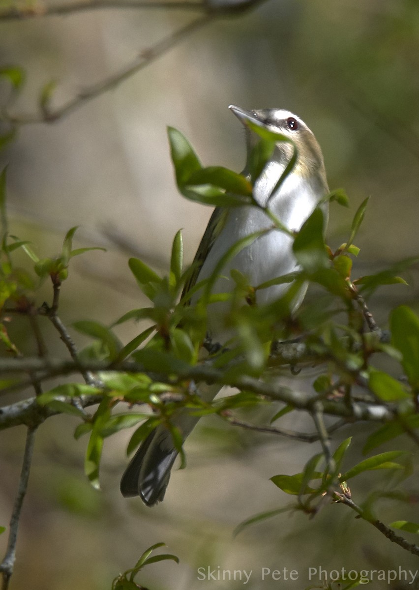 Red-eyed Vireo - ML632058967