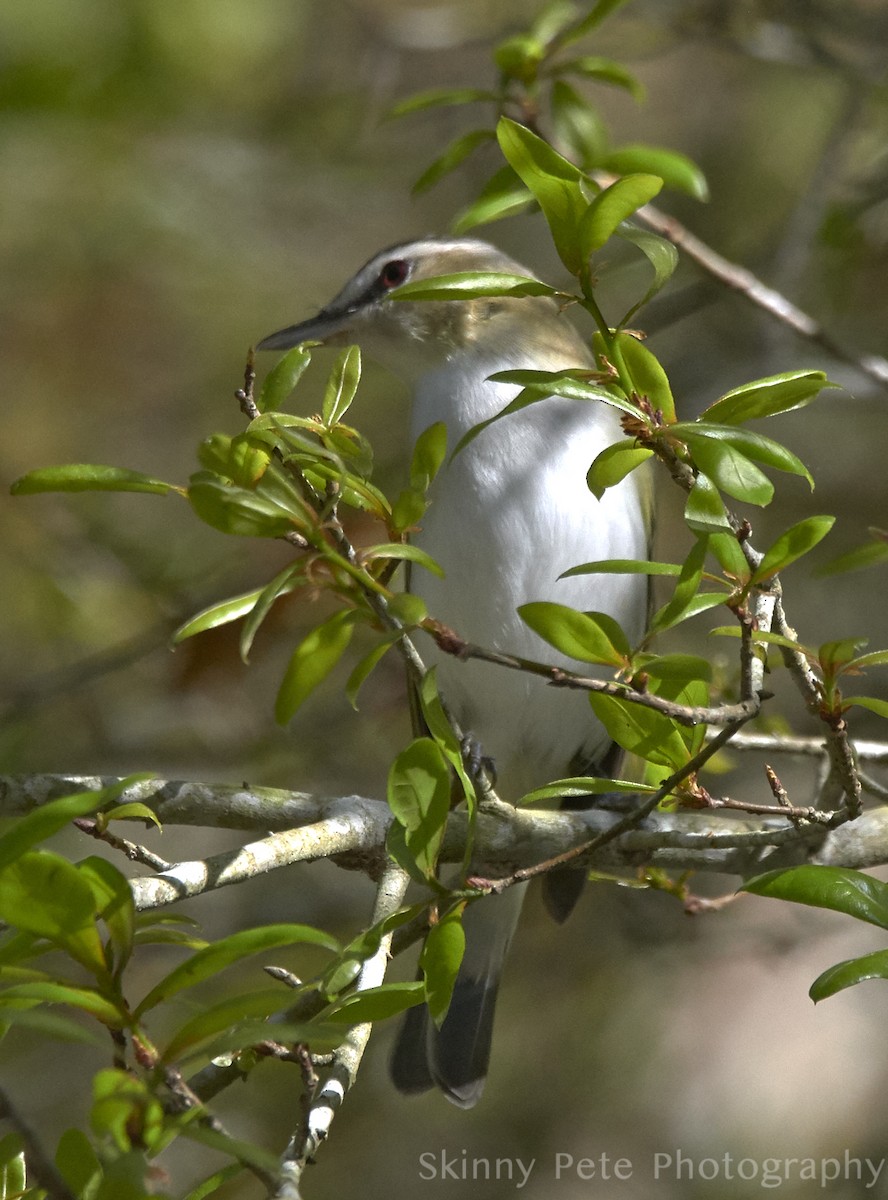 Red-eyed Vireo - ML632058968