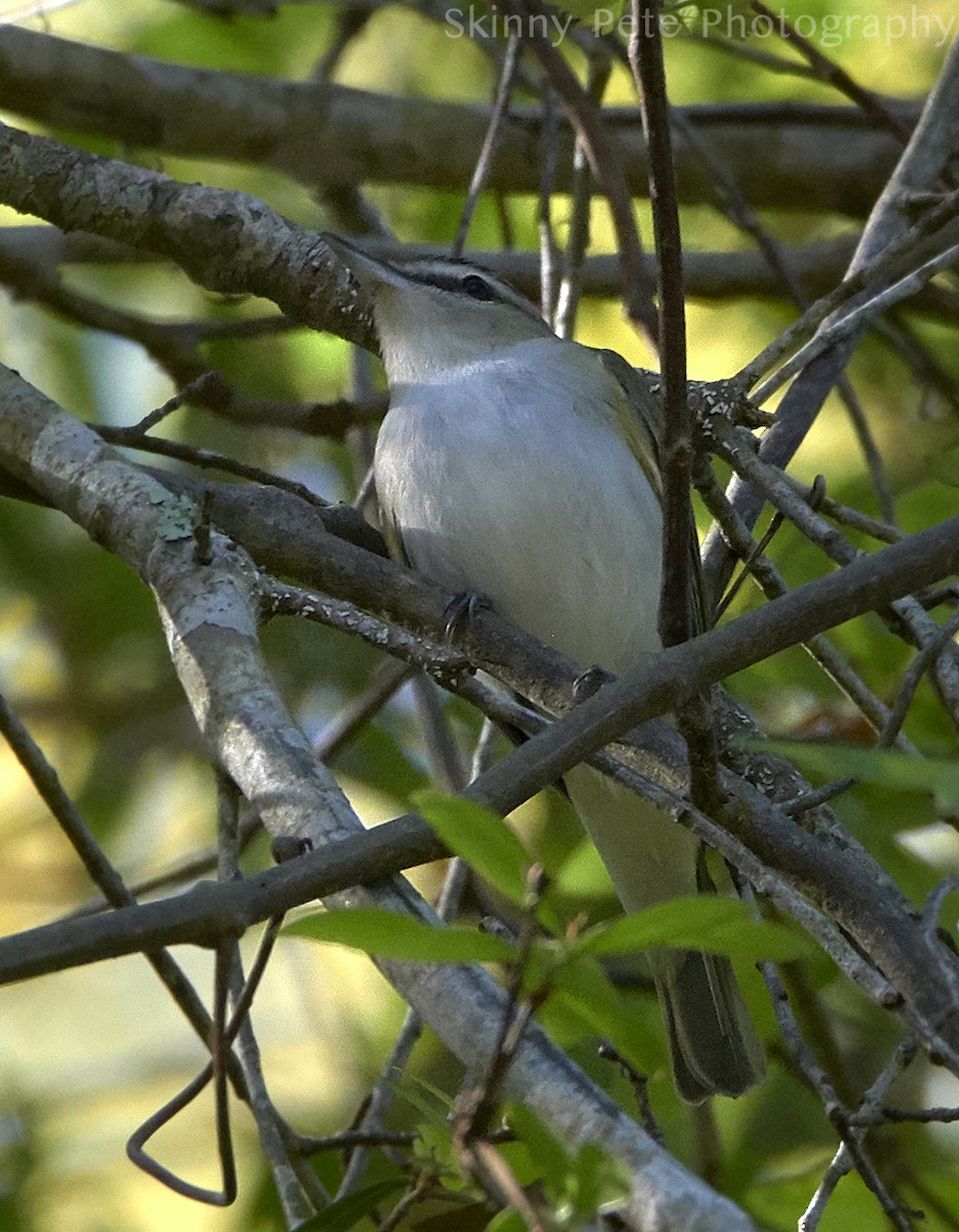 Red-eyed Vireo - ML632058969