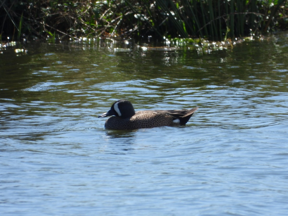Blue-winged Teal - ML632059036