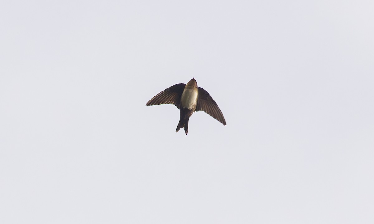Pale-footed Swallow - ML632059081