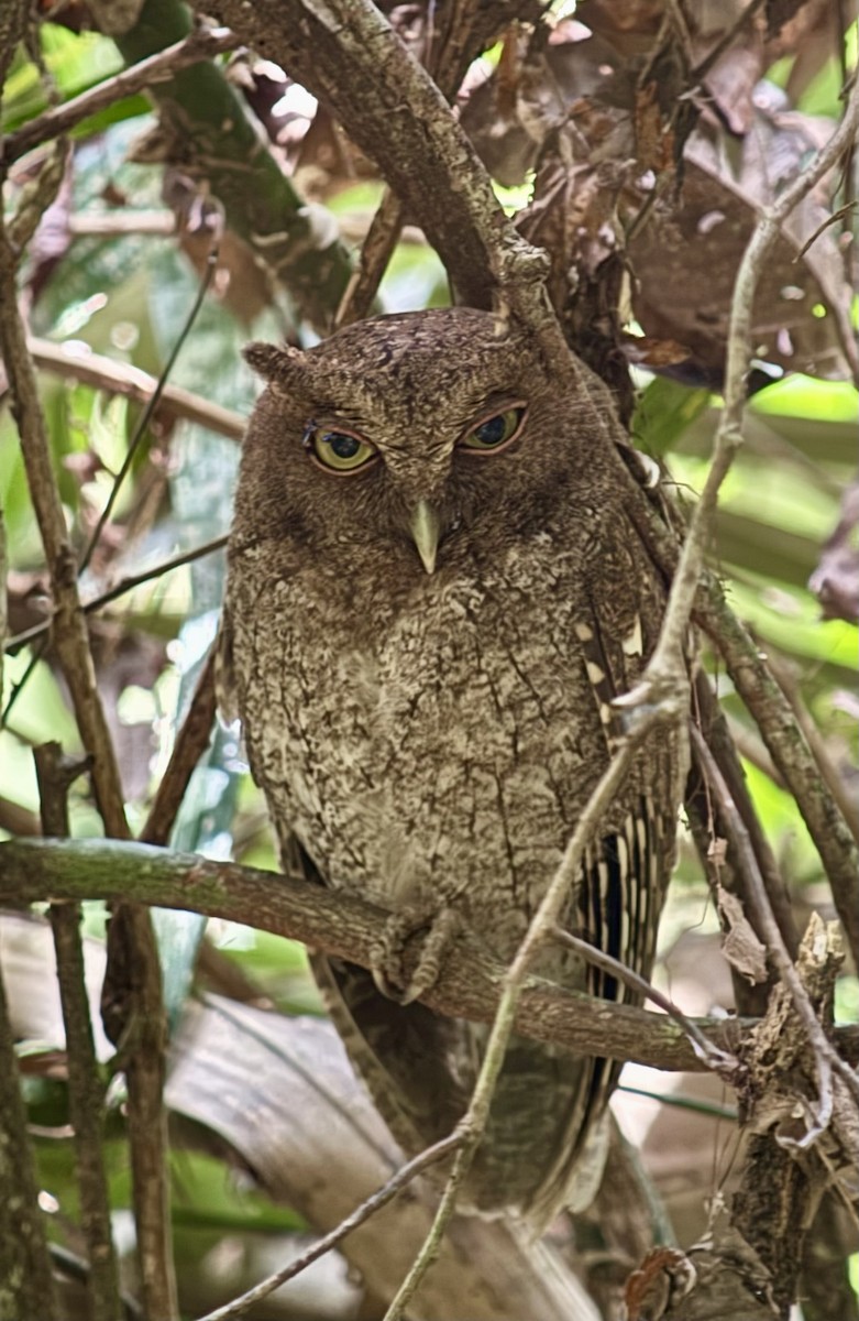 Choco Screech-Owl - ML632059217