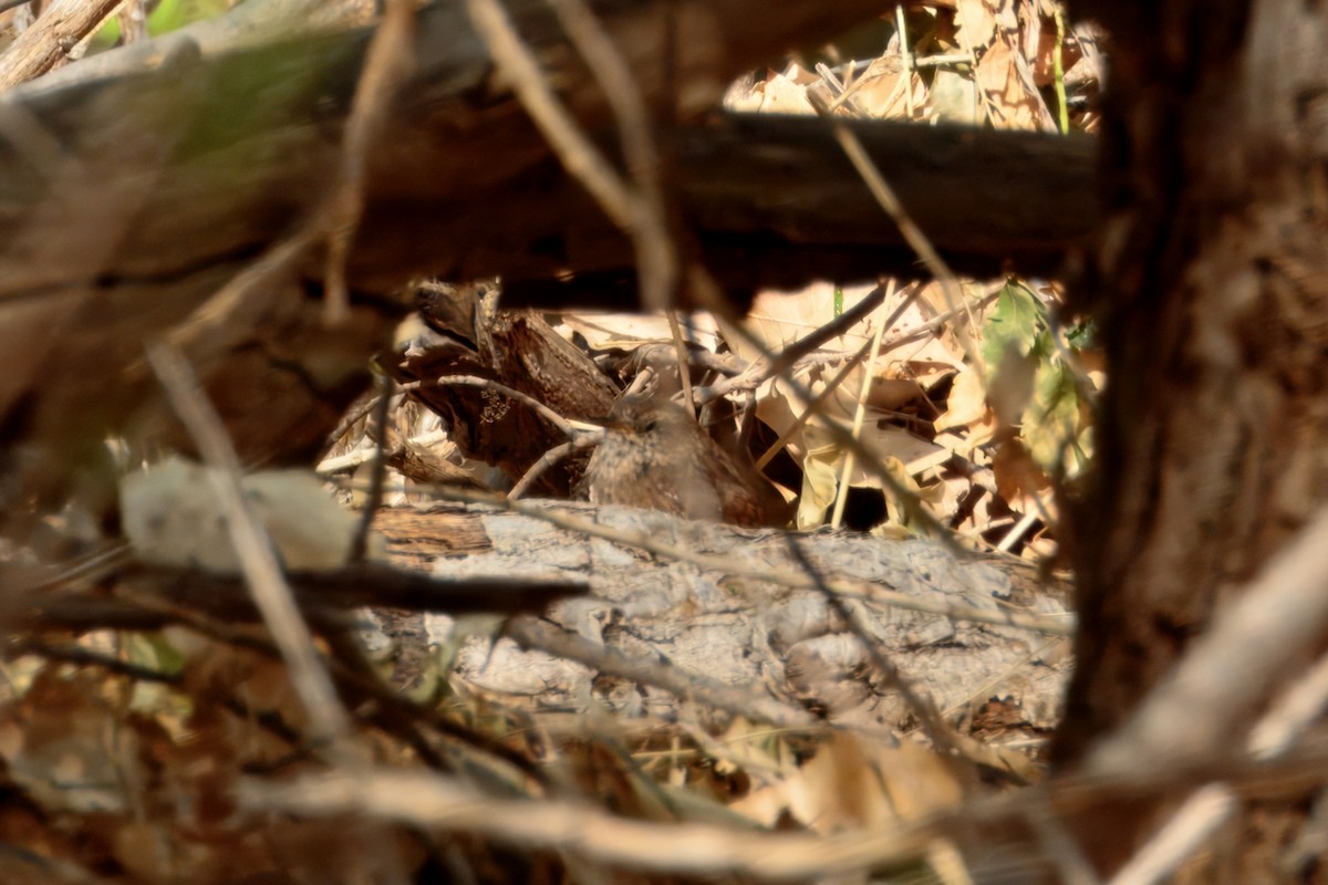 Winter Wren - ML632059283