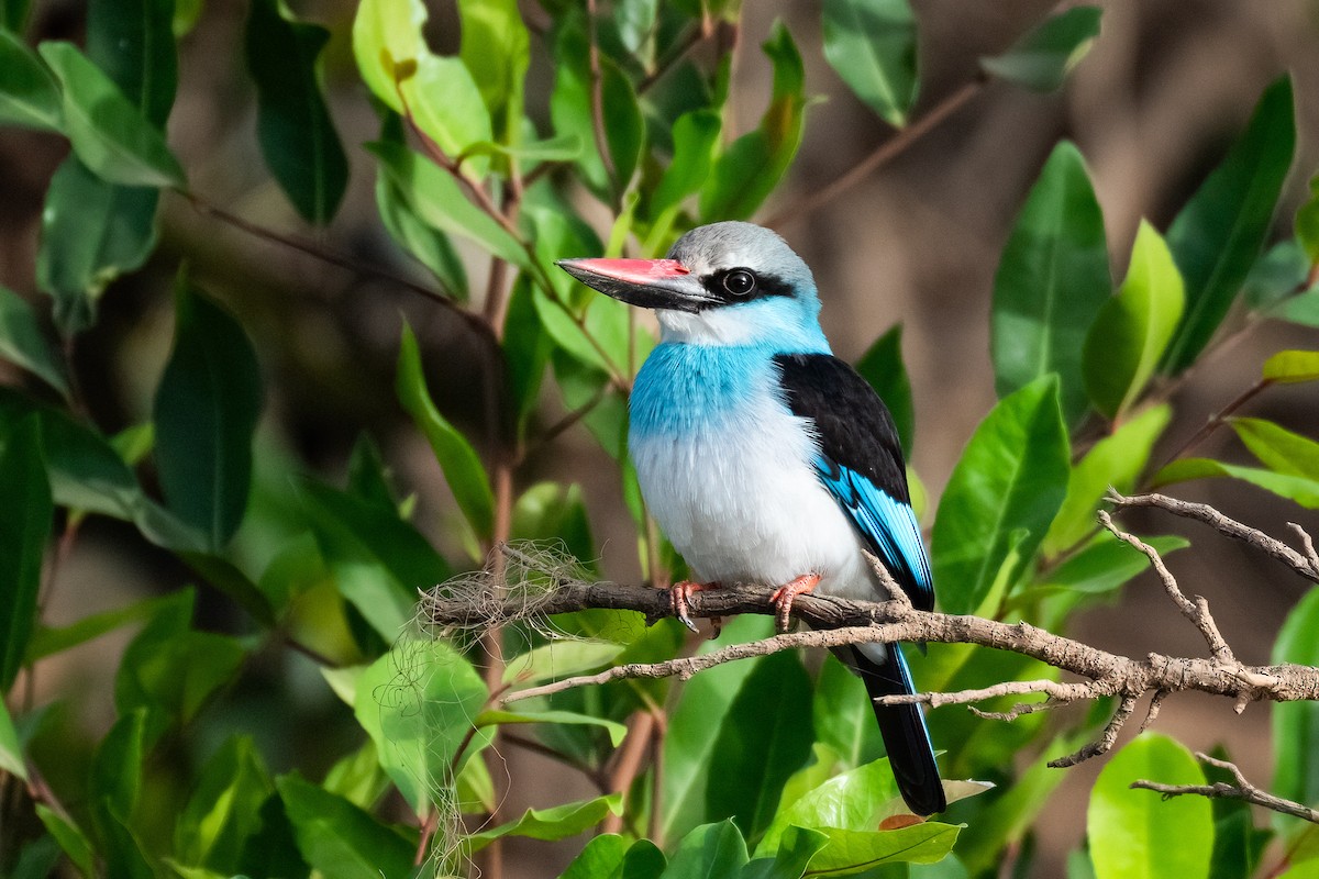 Blue-breasted Kingfisher - ML632059426