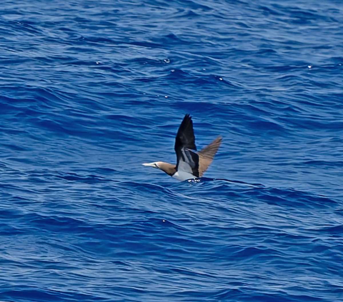 Cocos Booby (Colombian) - ML632059448