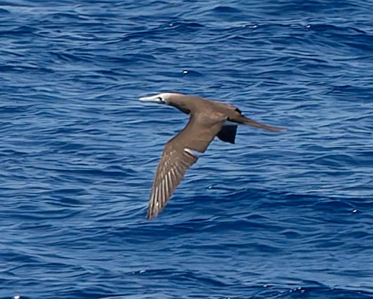 Cocos Booby (Colombian) - ML632059453