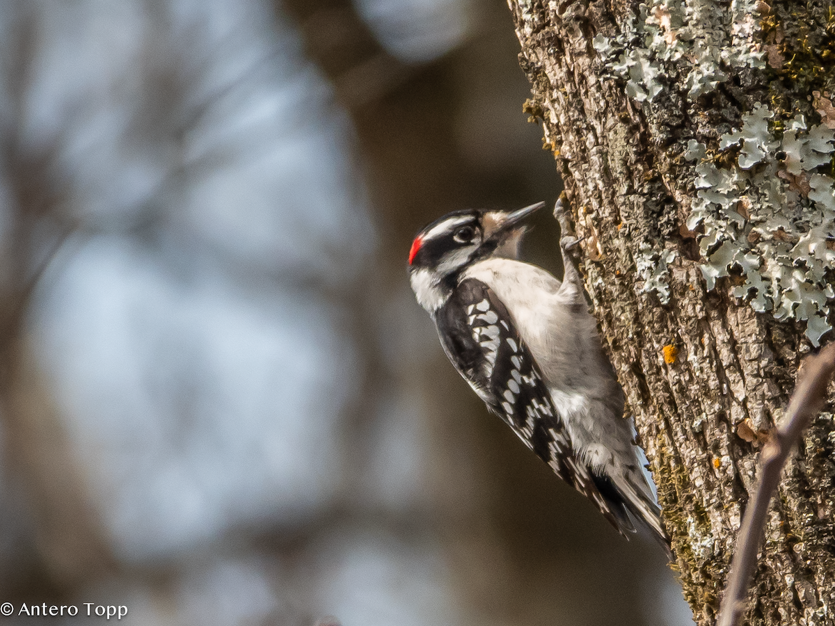 Downy Woodpecker - ML632059457