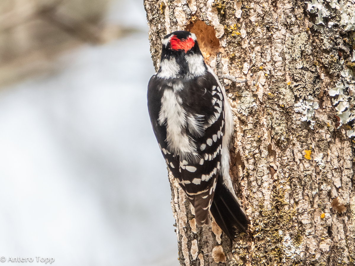 Downy Woodpecker - ML632059458