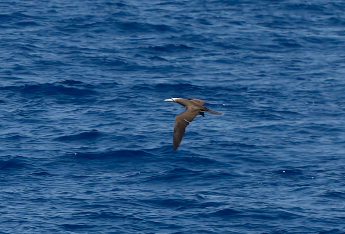 Cocos Booby (Colombian) - ML632059463