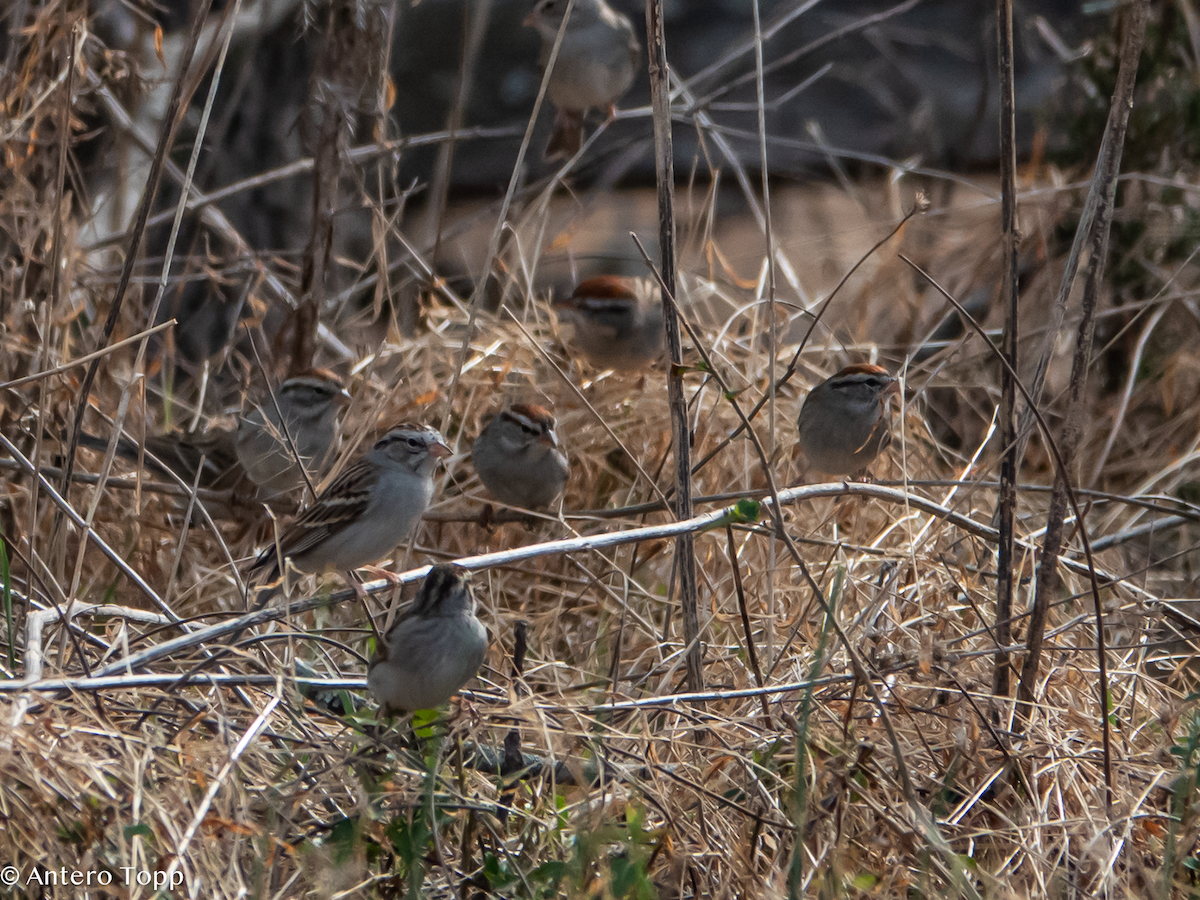 Chipping Sparrow - ML632059466
