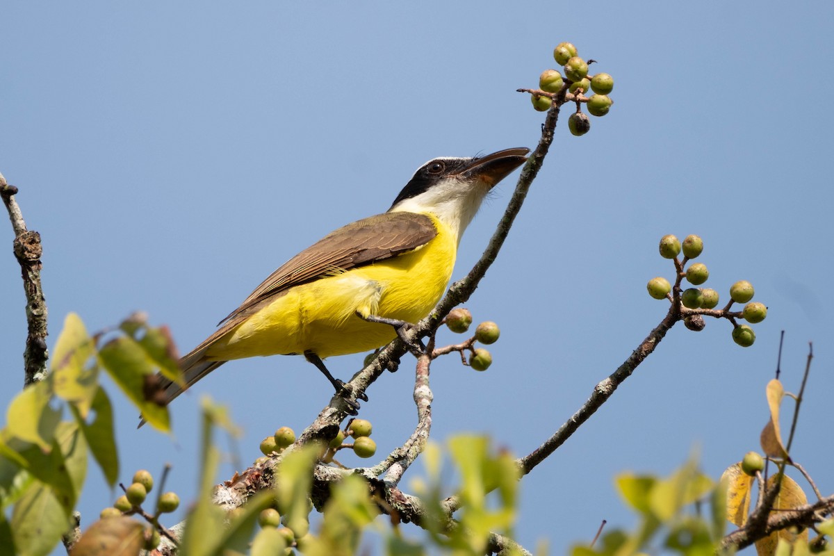 Boat-billed Flycatcher - ML632059521