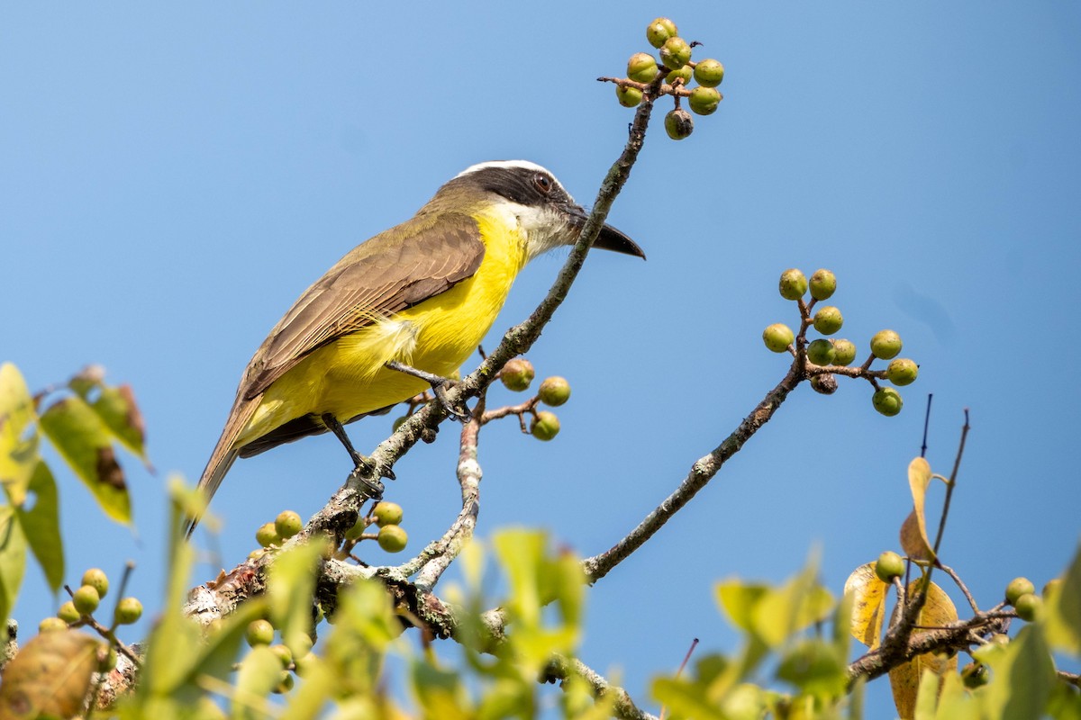 Boat-billed Flycatcher - ML632059526