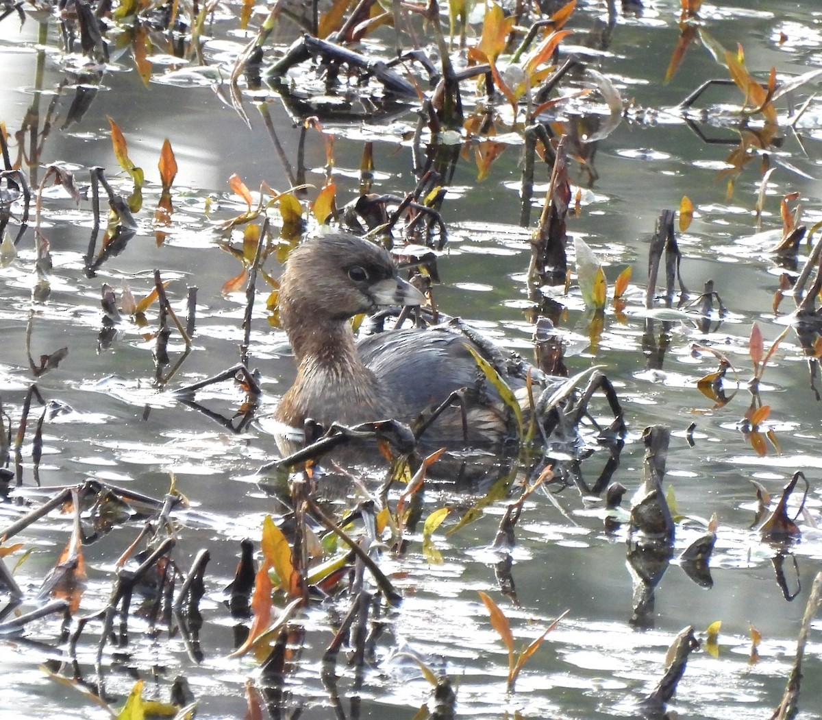 Pied-billed Grebe - ML632059768