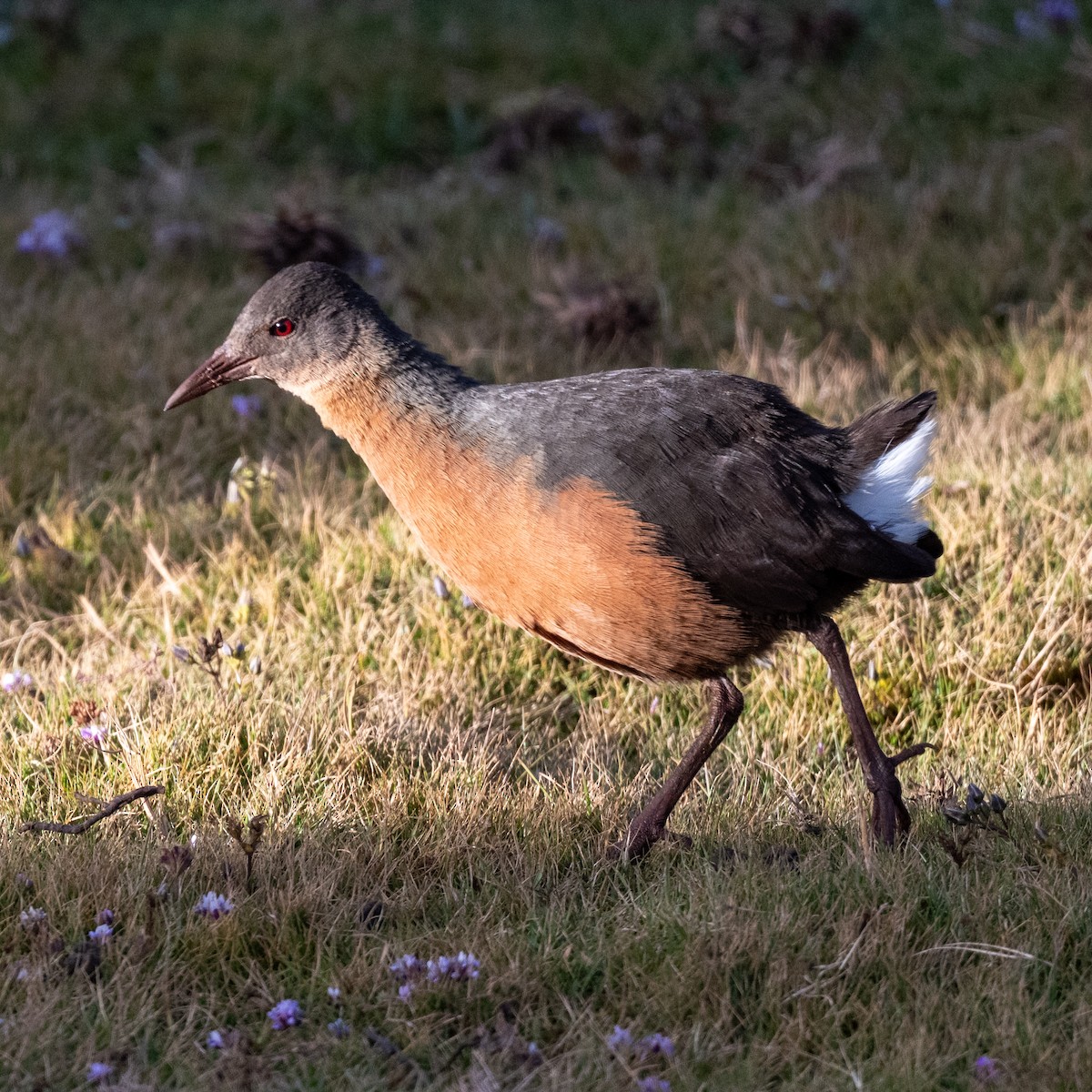 Rouget's Rail - ML632059868