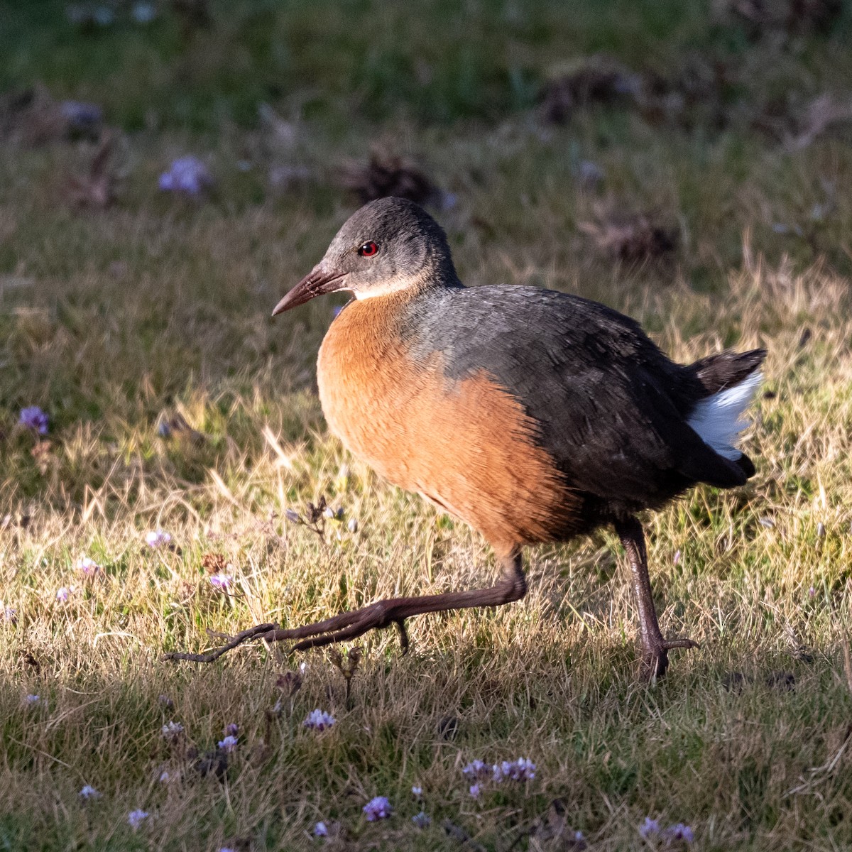 Rouget's Rail - ML632059869