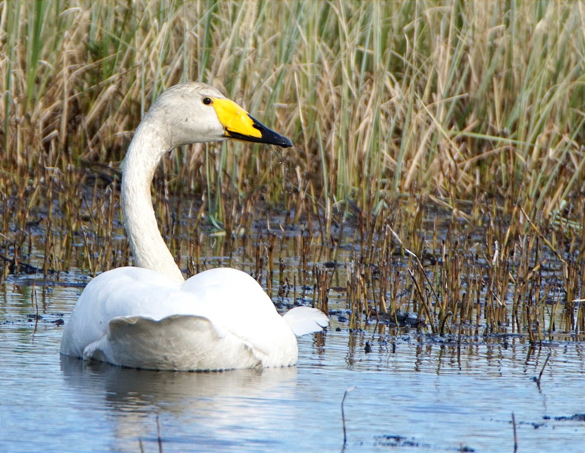 Гангар хун - ML632059876
