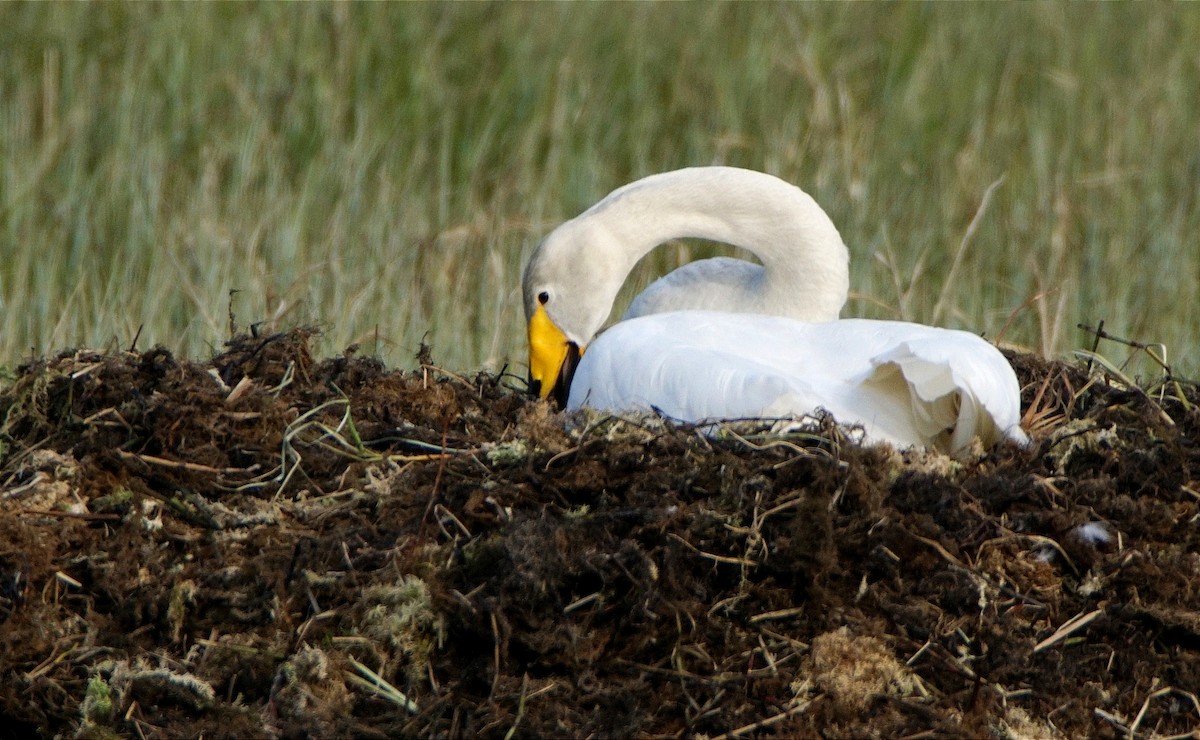 Гангар хун - ML632059878