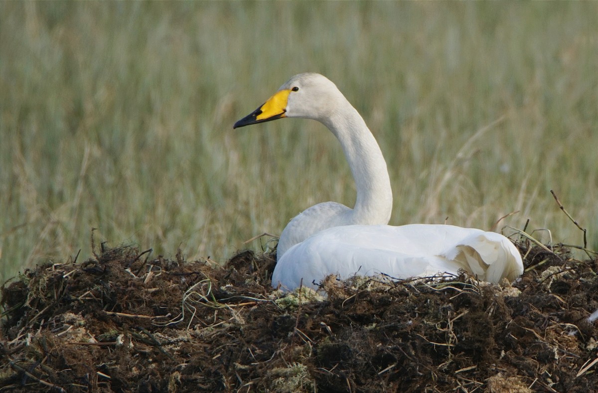 Гангар хун - ML632059879