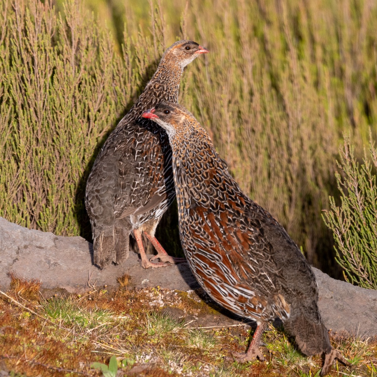 Chestnut-naped Spurfowl (Northern) - ML632059888