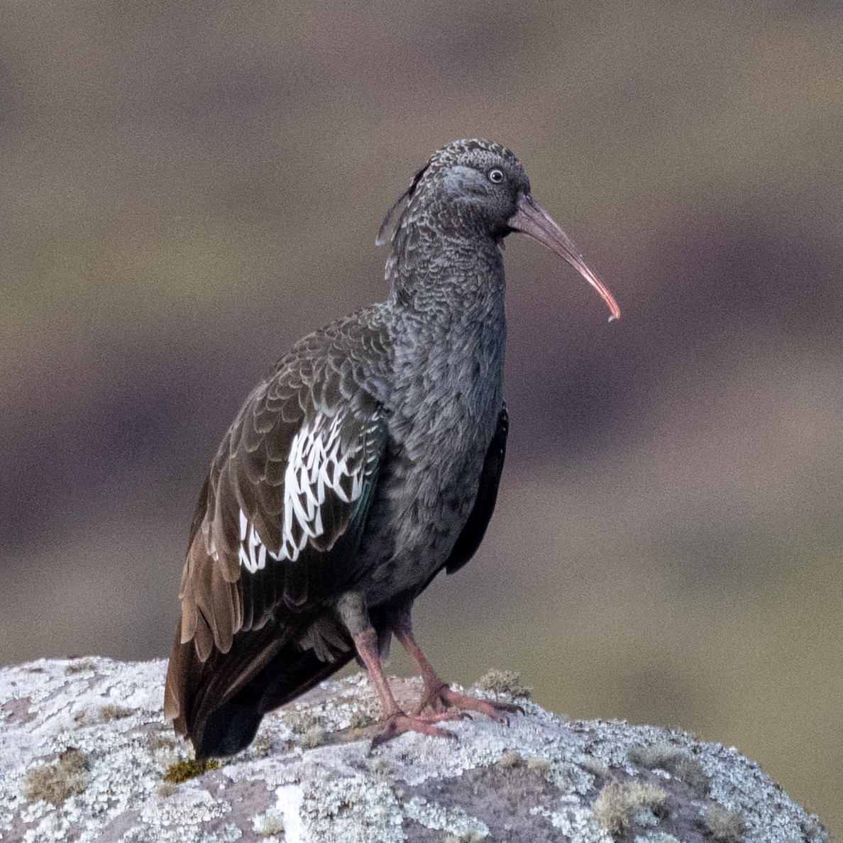Ibis caronculé - ML632059956