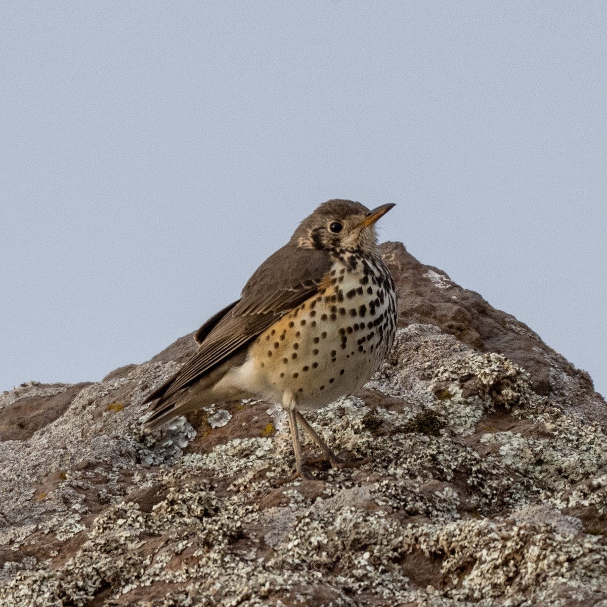 Ethiopian Thrush - ML632059976