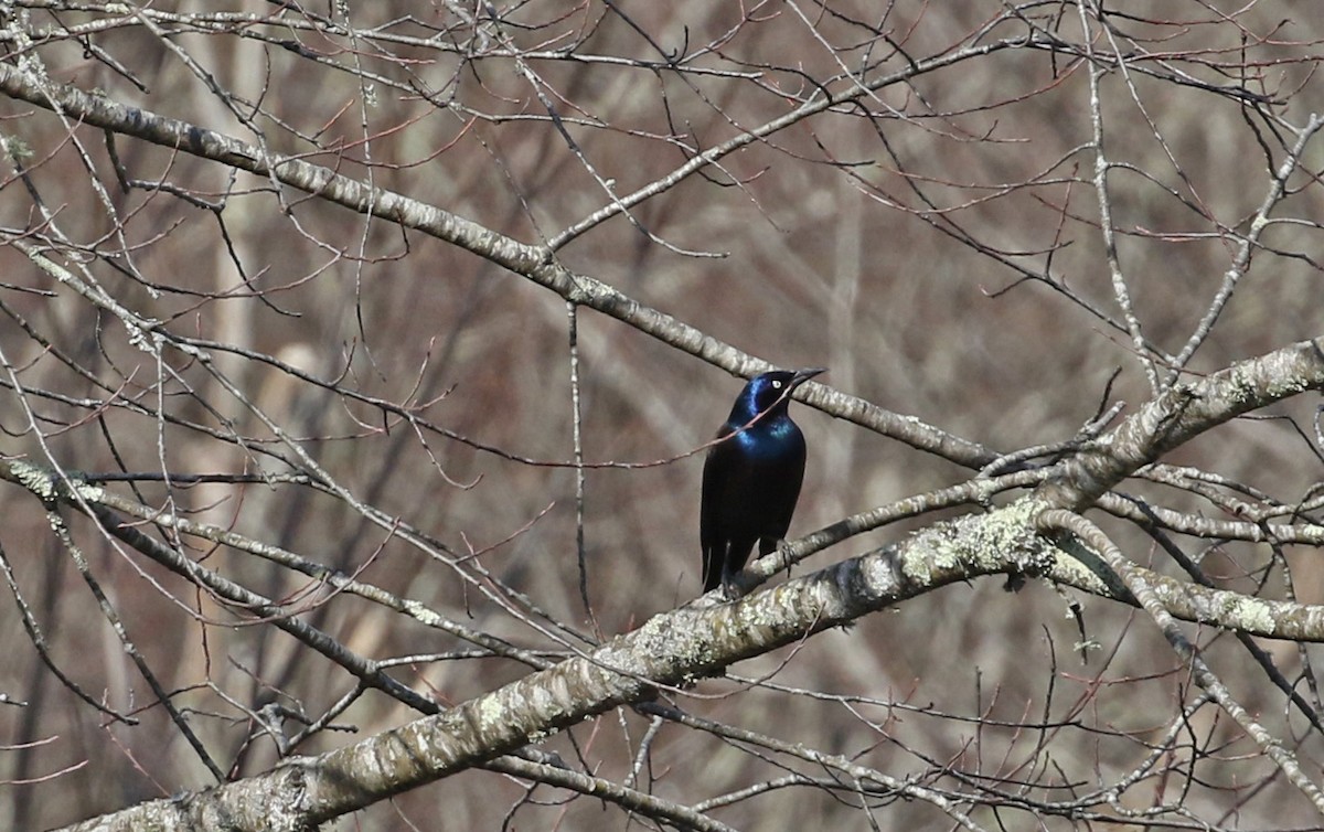Common Grackle - ML632060016