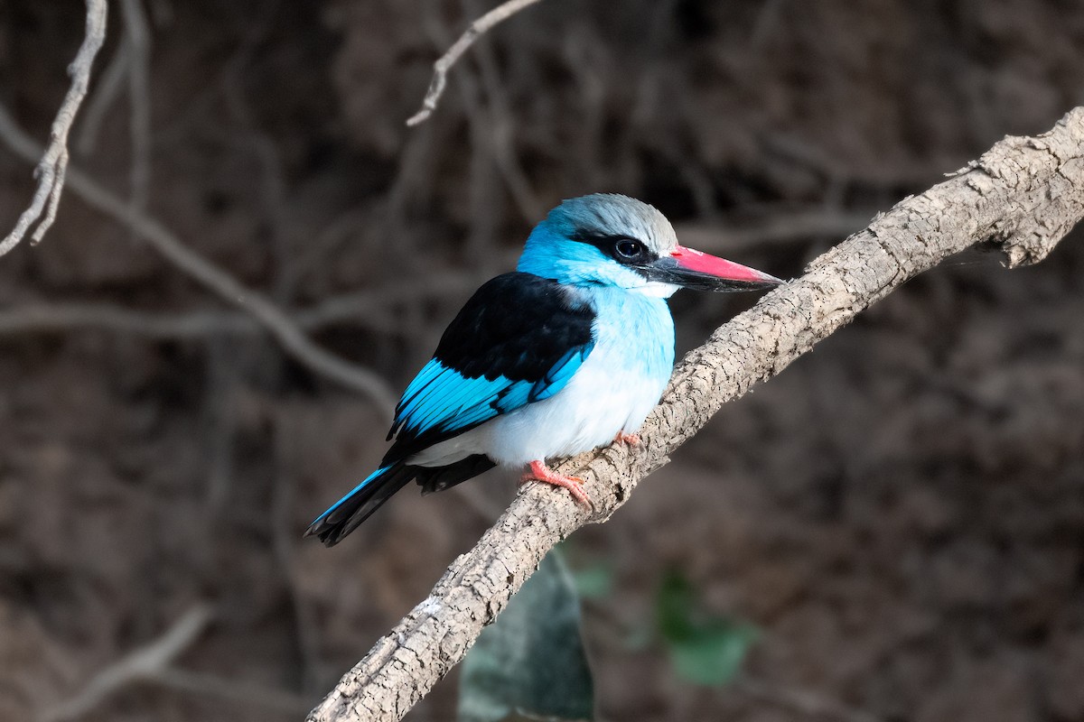 Blue-breasted Kingfisher - ML632060065