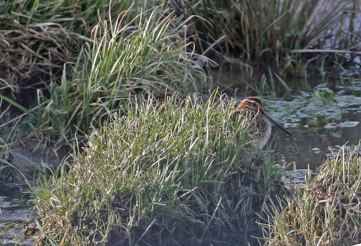 Wilson's Snipe - ML632060103