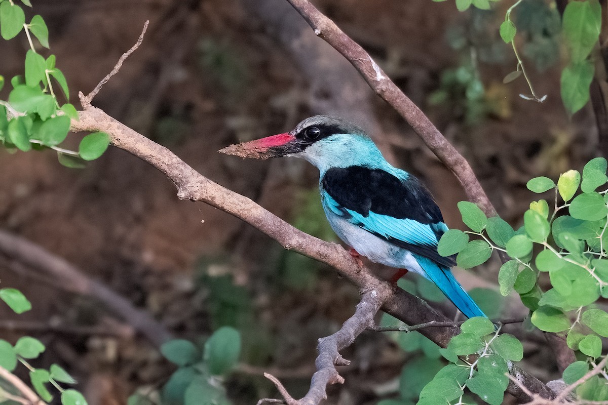 Blue-breasted Kingfisher - ML632060244