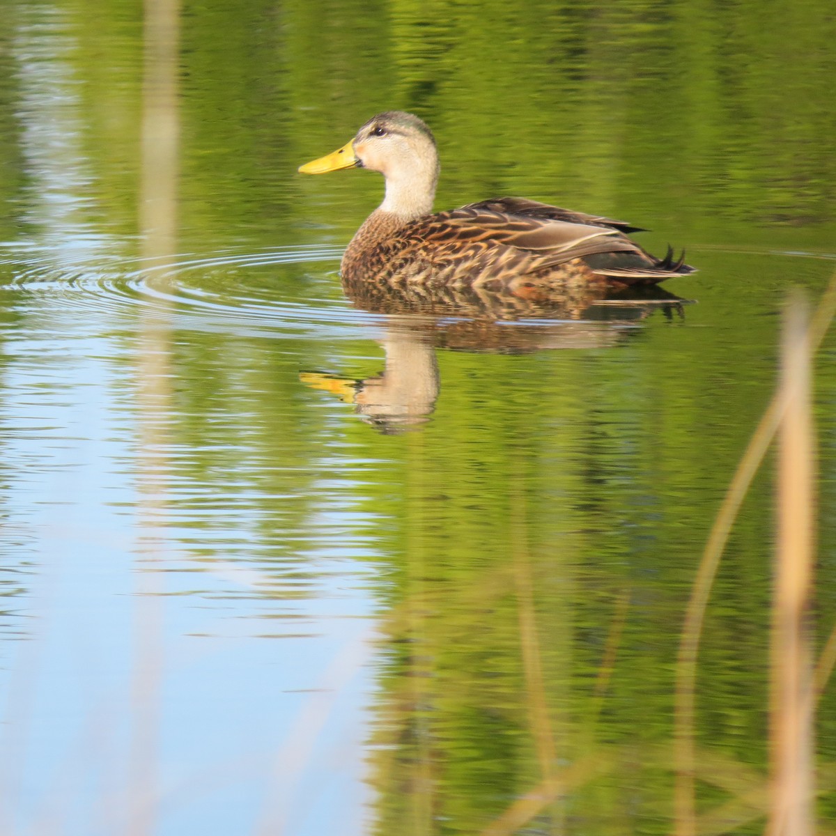 Mallard/Mottled Duck - ML632060284