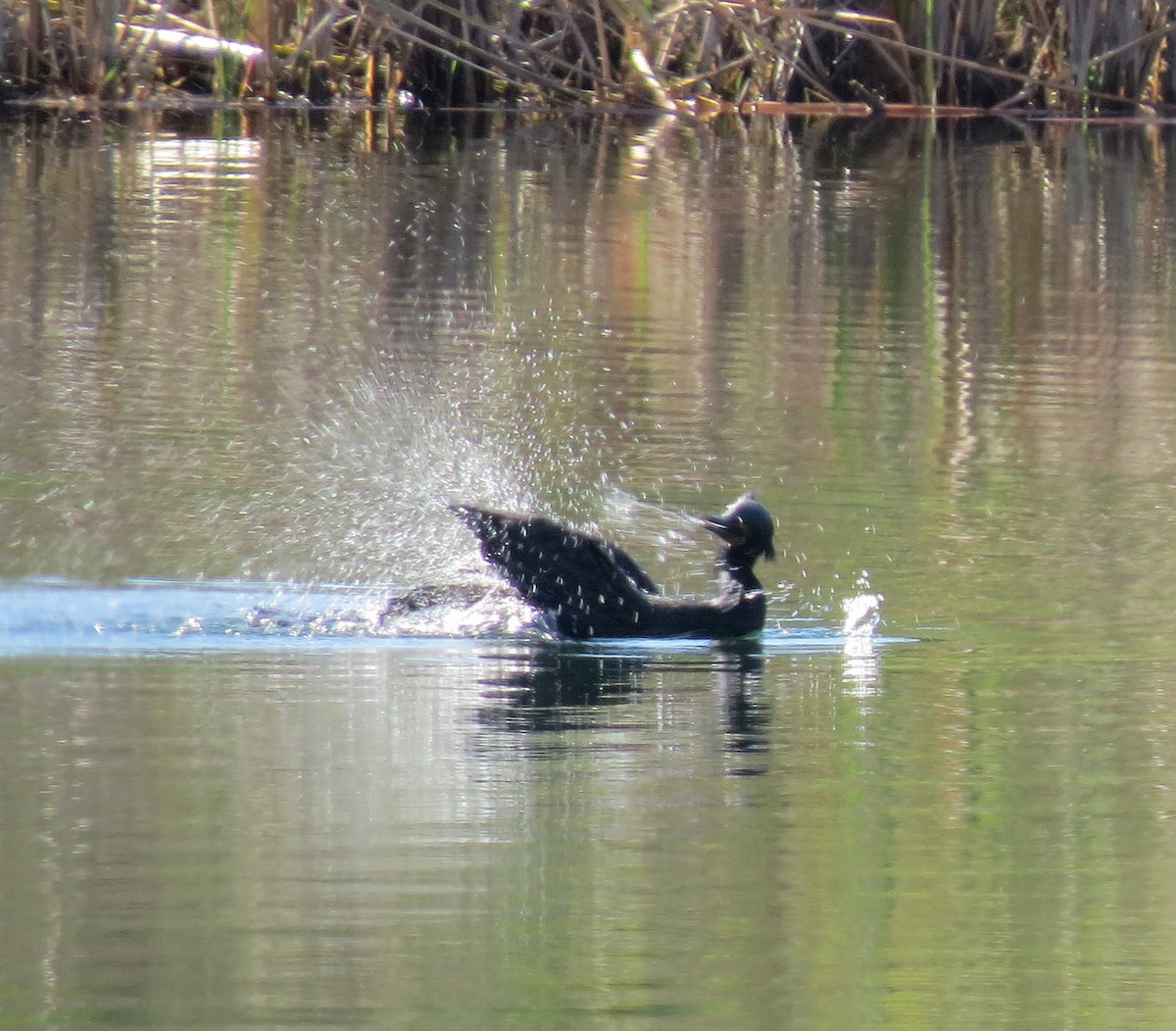 Double-crested Cormorant - ML632060394