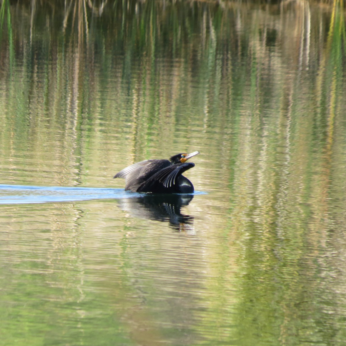 Double-crested Cormorant - ML632060396
