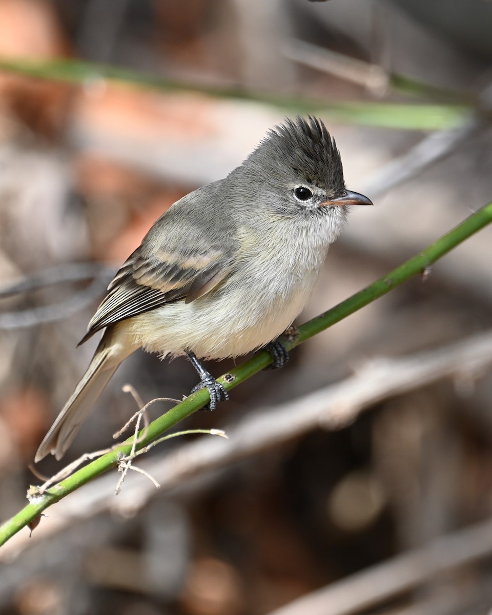Northern Beardless-Tyrannulet - ML632060423