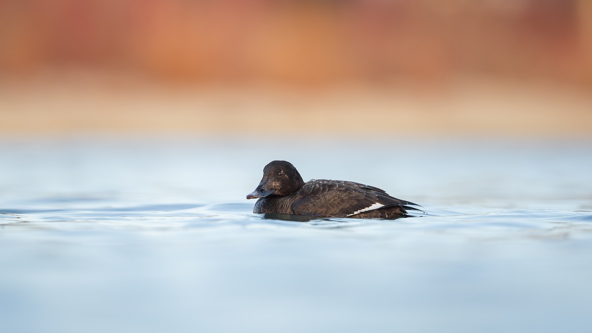 White-winged Scoter - ML632060738